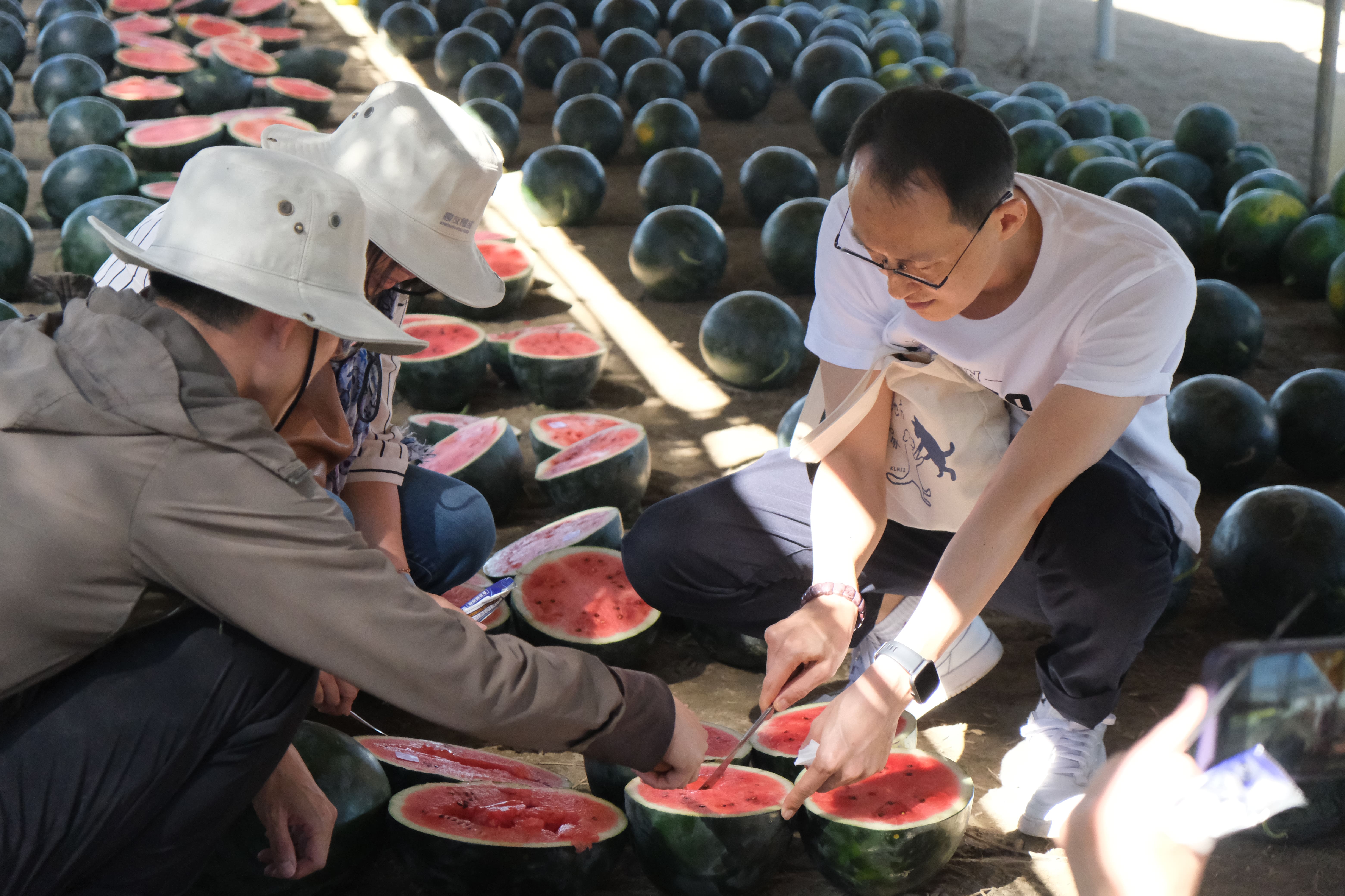 （圖／農友種苗提供）