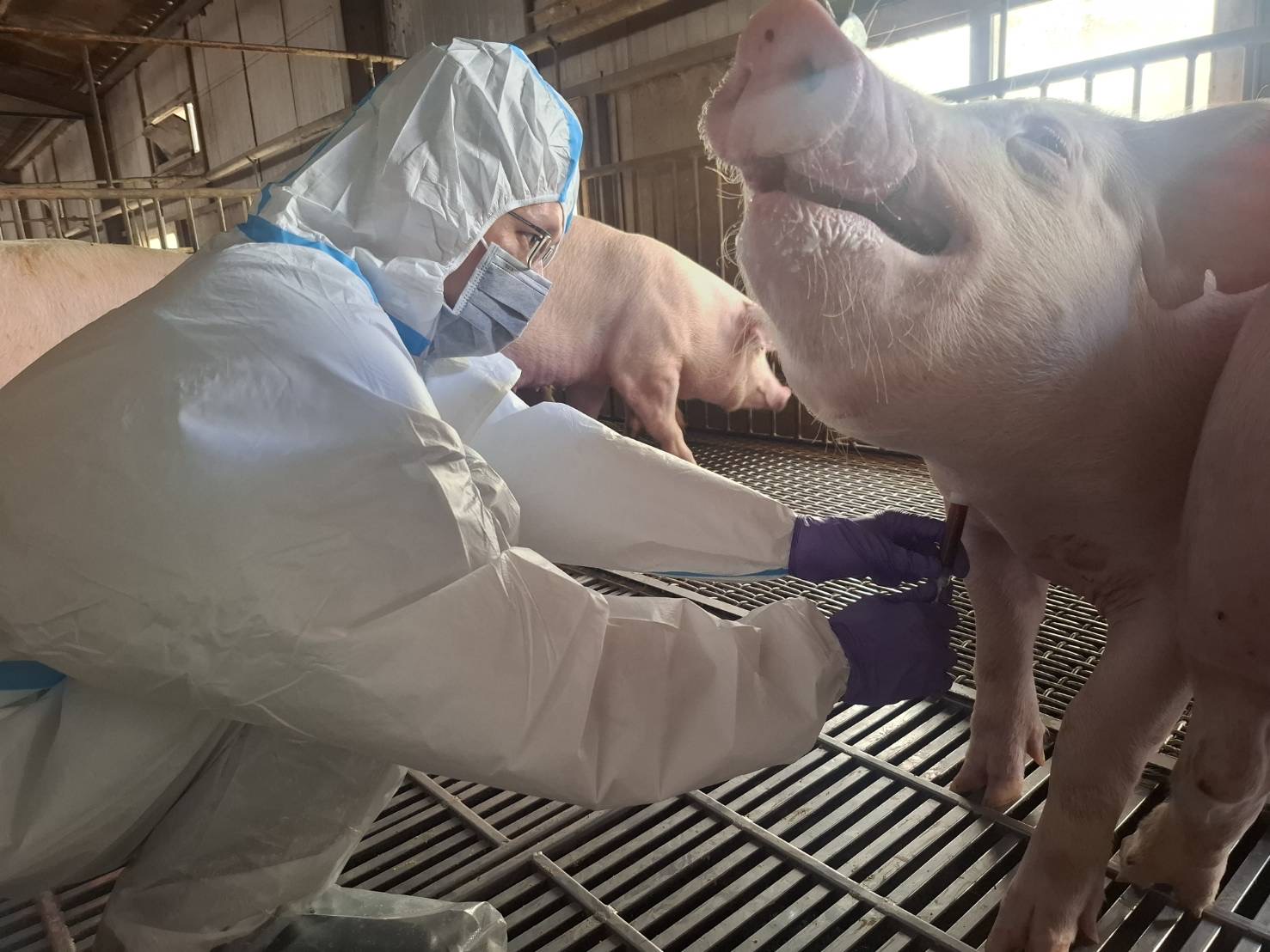 動保處人員進行該養豬場採樣檢測強化疫情防控。(圖/臺南市政府提供)