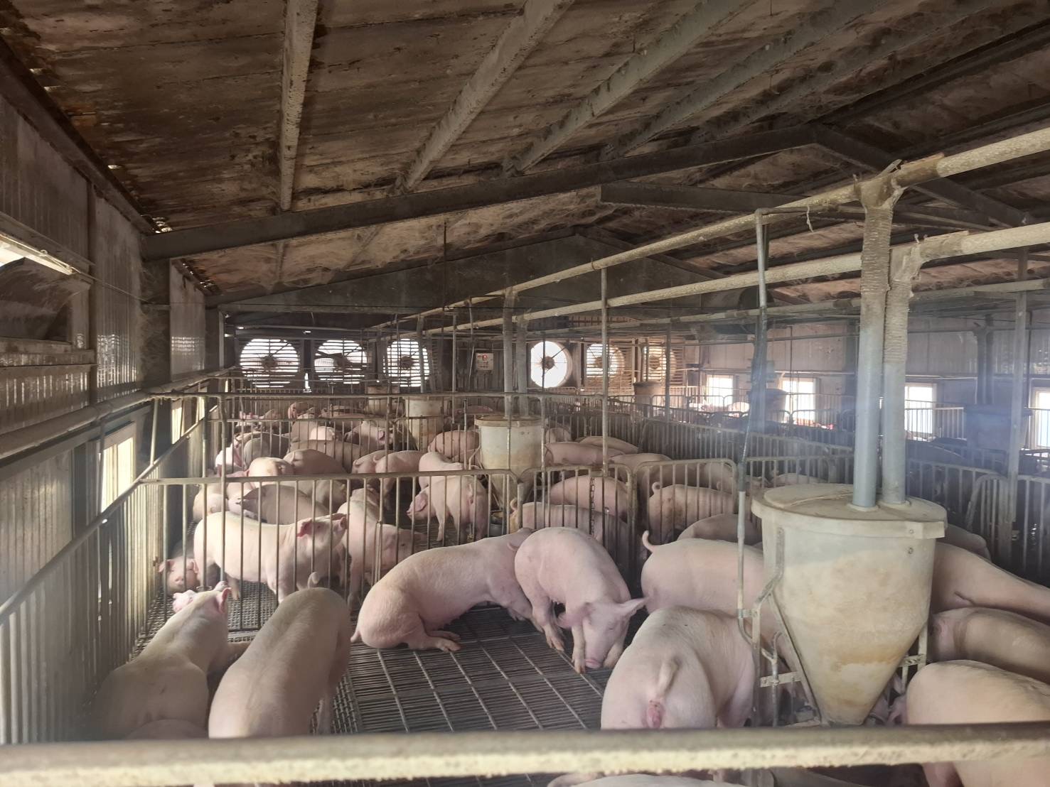 台南竟有畜牧場違反禁運令 市府查辦重罰35萬