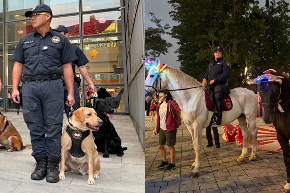 新北耶誕城登場！大眾運輸一次看　警犬、騎警隊同步出任務