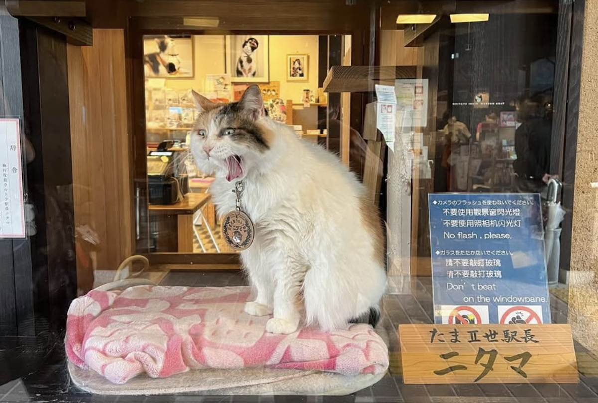 貴志站貓站長「二代玉」離世享年15歲（圖／翻攝IG）