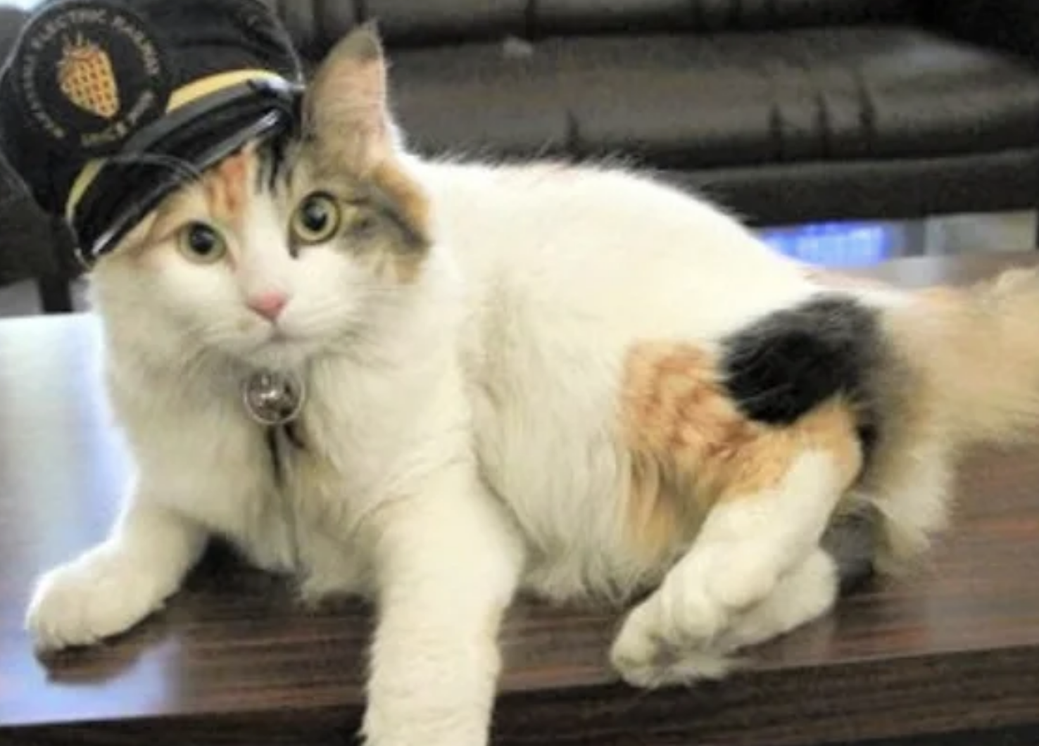 和歌山「貓貓站長」二代玉離世！享年15歲　電鐵將以社葬致敬