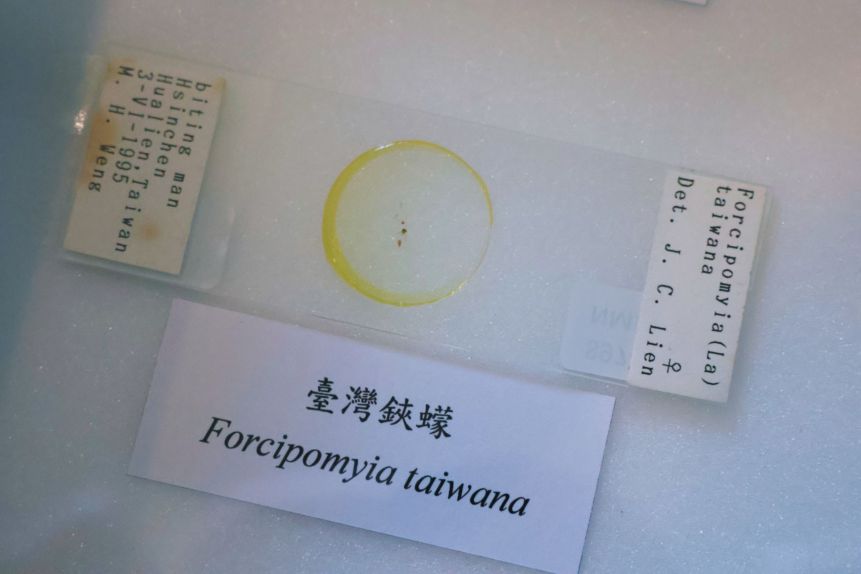 捐贈儀式現場展出連日清博士捐贈的蚊科標本，每件皆附有完整採集與鑑定資訊，具高度研究價值。（圖／國立自然科學博物館）