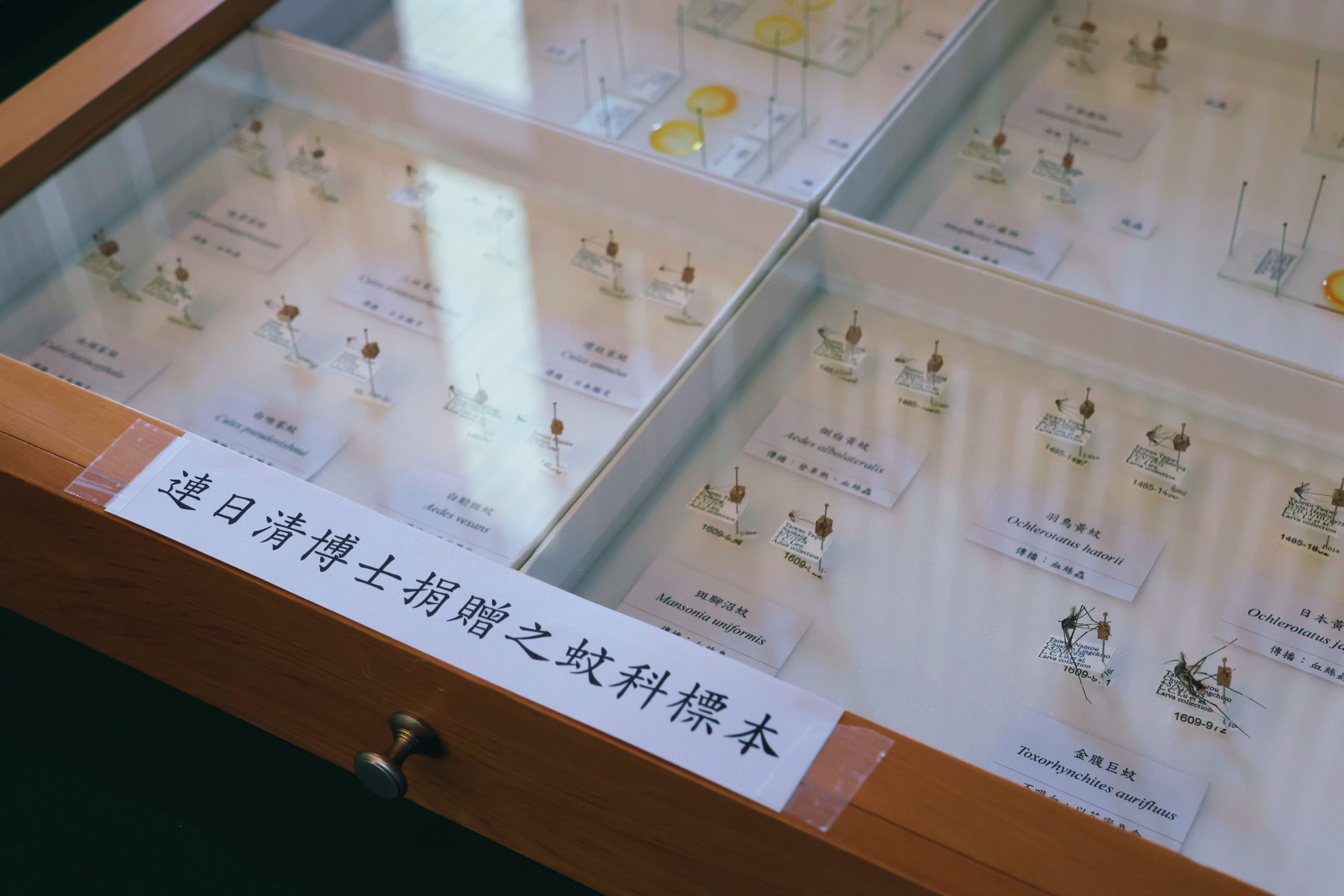 小黑蚊學名「臺灣鋏蠓」，為臺灣原生物種，雌蟲嗜吸人血，是經常造成民眾困擾的病媒昆蟲之一。（圖／國立自然科學博物館提供）