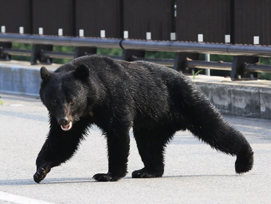 日本山形驚見熊蹤！小熊闖JR線車庫　又出沒住宅區、巴士站