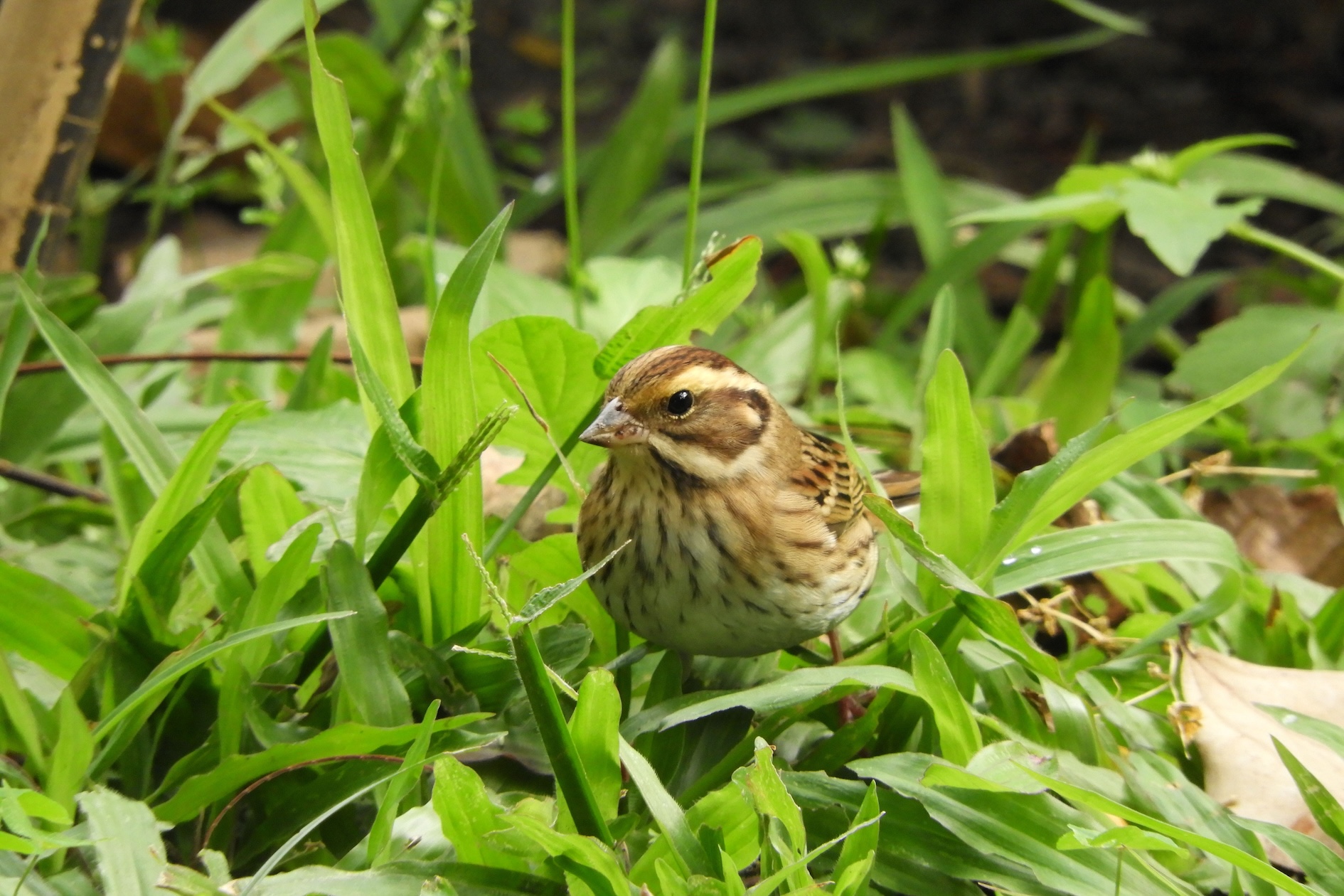 黃眉鵐具鮮明的黃色眉斑，辨識度極高，常單獨或成小群活動，性情機警，受驚時會快速躲入草叢。(圖／國立自然科學博物館提供，李紹輔攝）