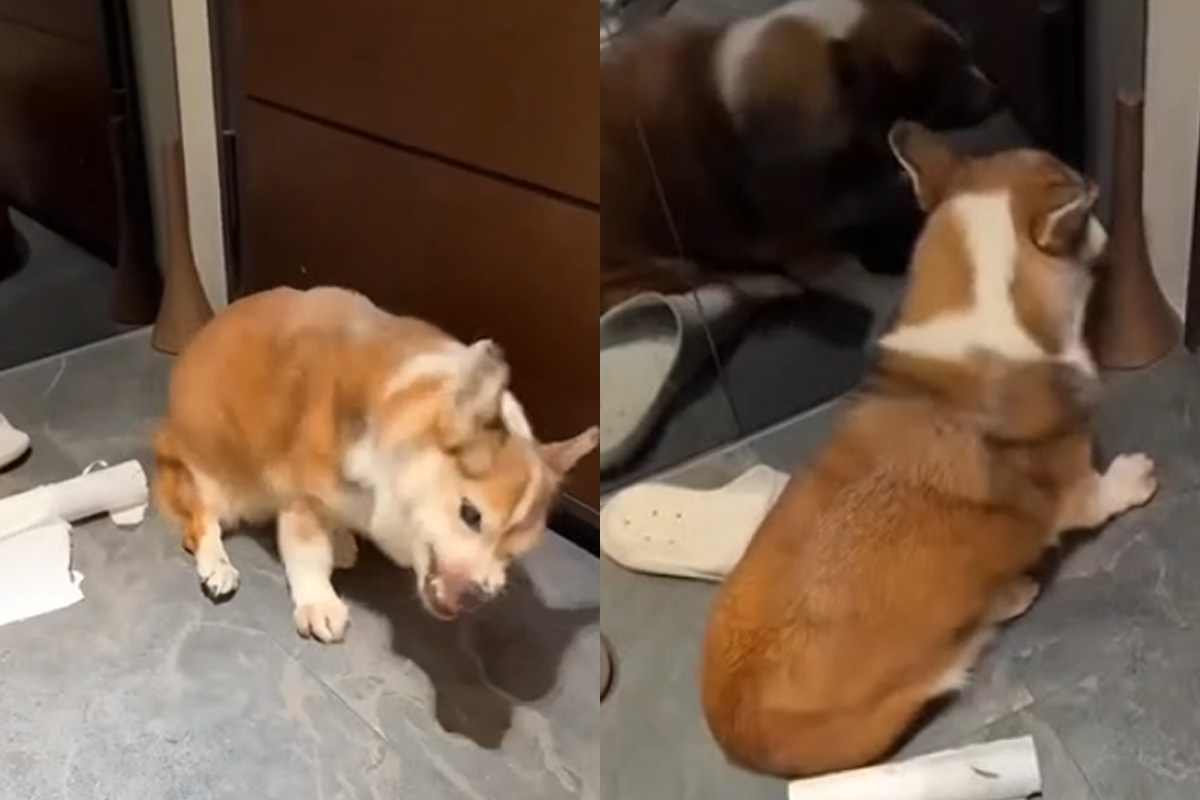 手搖飲店老闆虐狗畫面曝光！15歲柯基被打到縮在角落　萬老師出手了