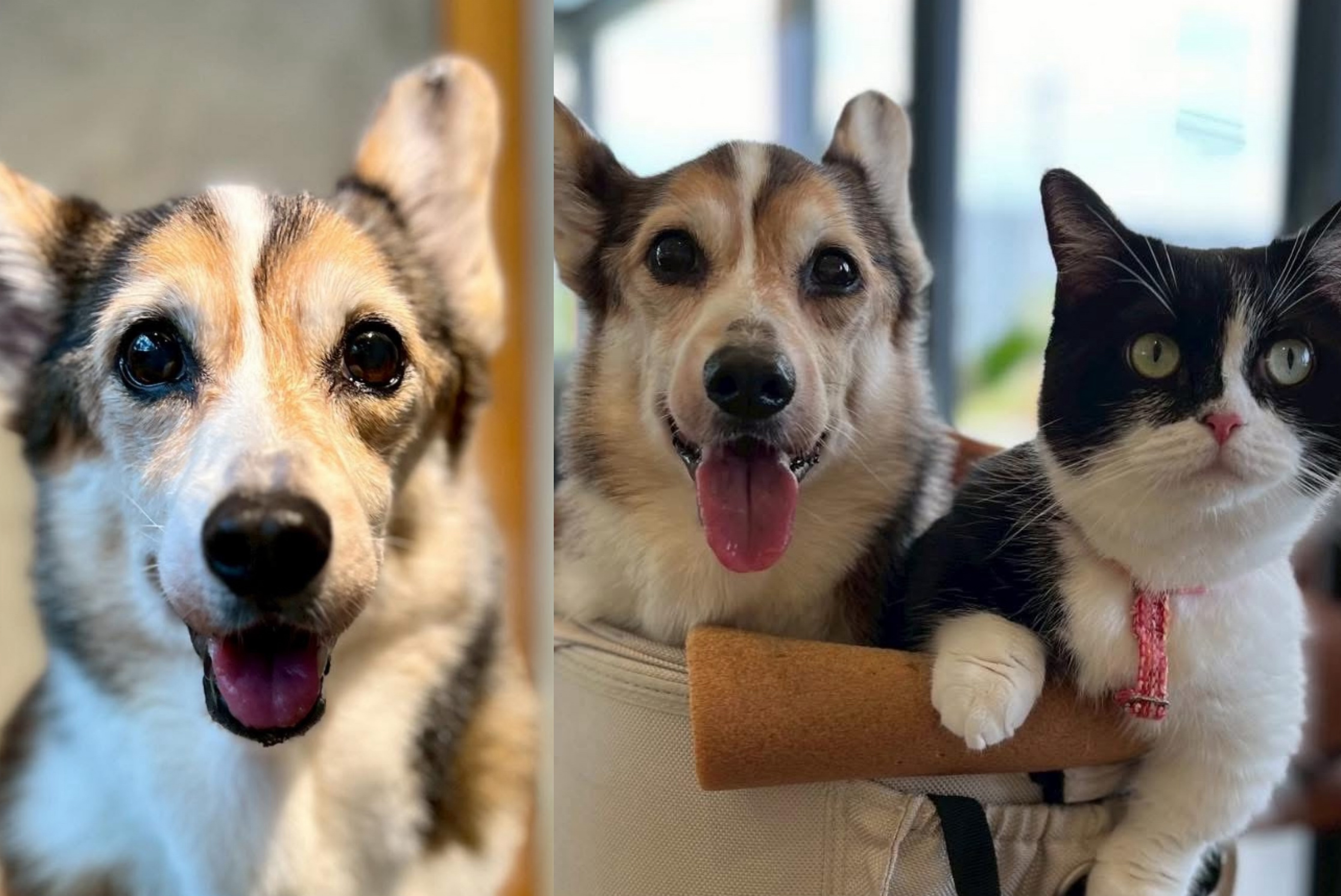 15歲柯基犬遭虐打！飼主到案扯「心情差失控」　萬老師曝現況：貓狗帶離飼主無傷