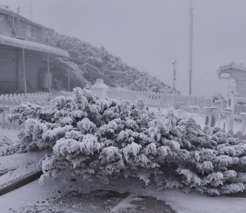 武嶺、玉山都下雪了！全台5座山成銀白世界　追雪攻略看這篇