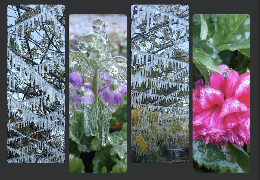 武陵農場清晨「低溫僅0.2度」　藤花園再現冰晶景象引網驚艷