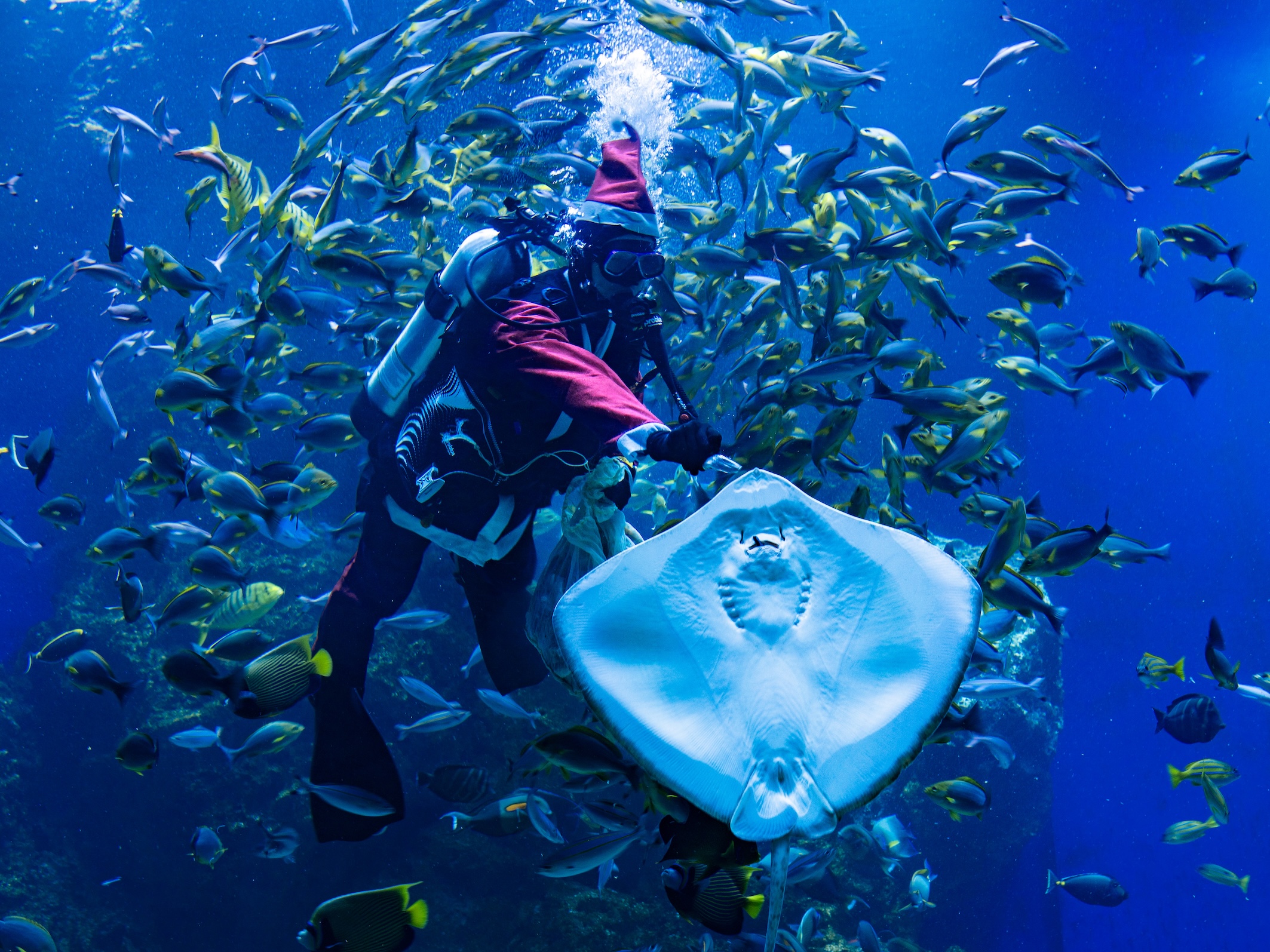 台中海洋館化身冰雪宮殿　海中聖誕樹迎賓、再推五月天粉絲限定優惠