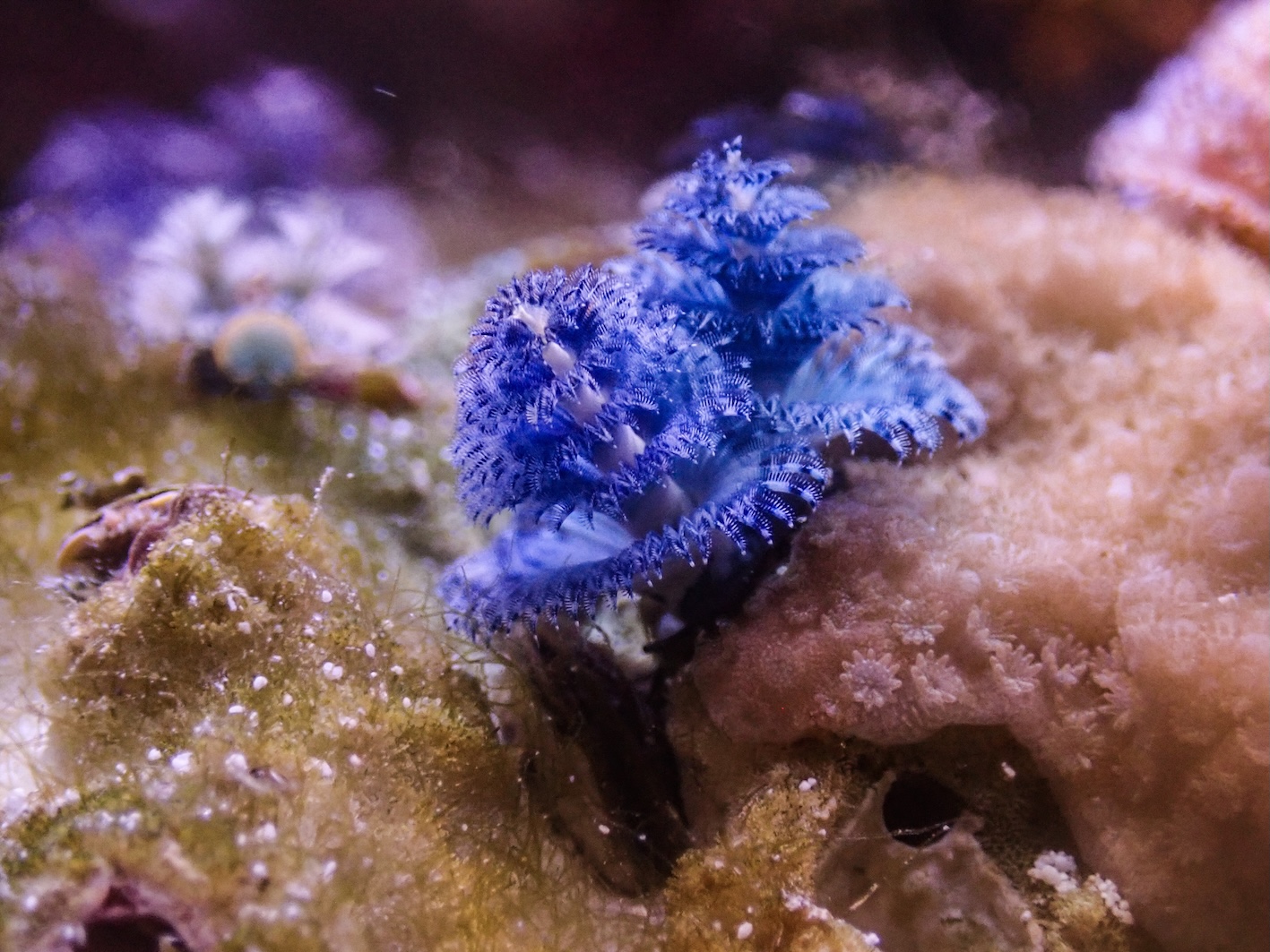 猶如兩棵螺旋狀展開聖誕樹的藍色鰓冠。（圖／台中海洋館提供）