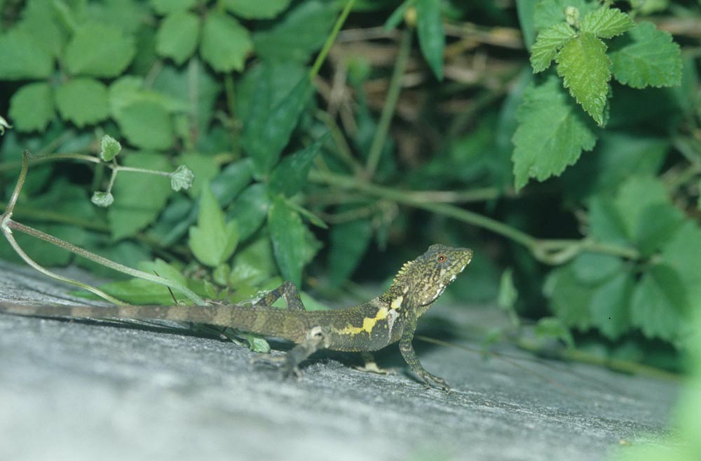 斯文豪氏攀蜥。(圖/科博館提供)