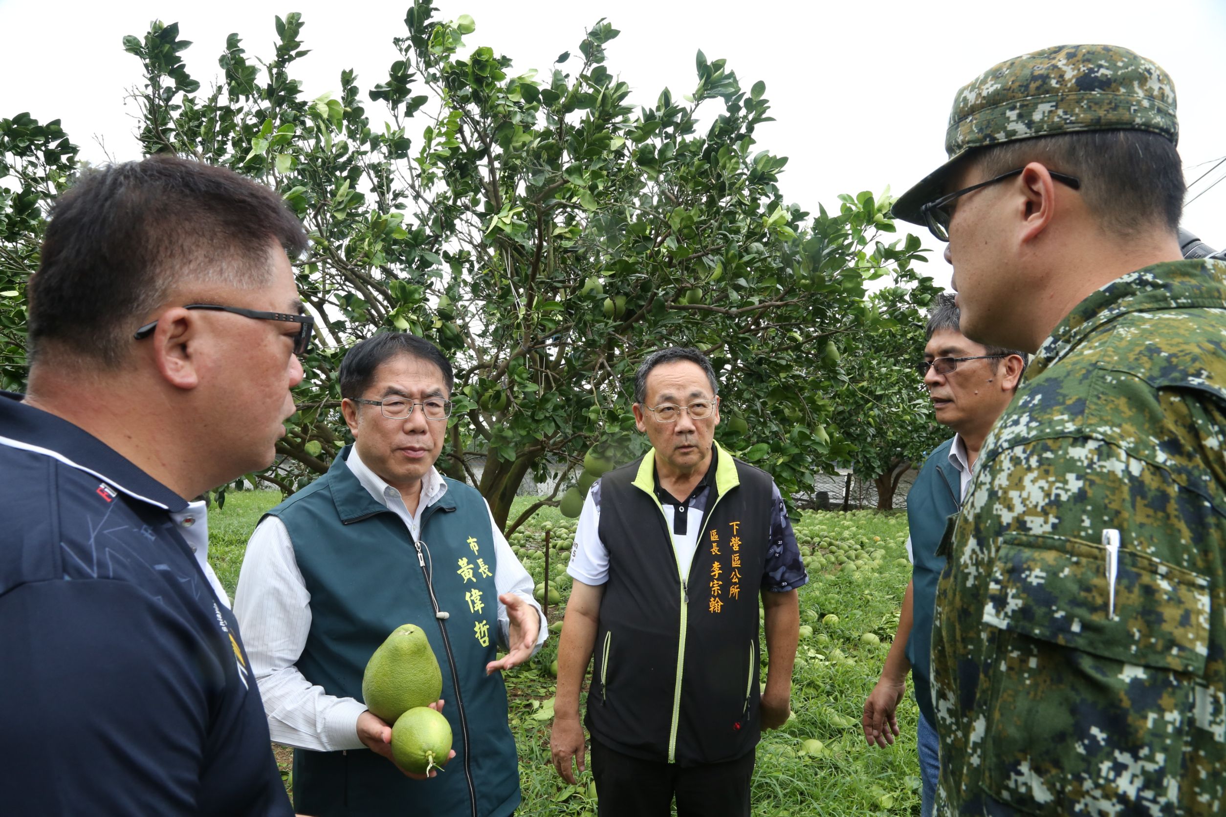 麻豆文旦、下營文旦目前落果狀況嚴重。（圖／臺南市政府提供）
