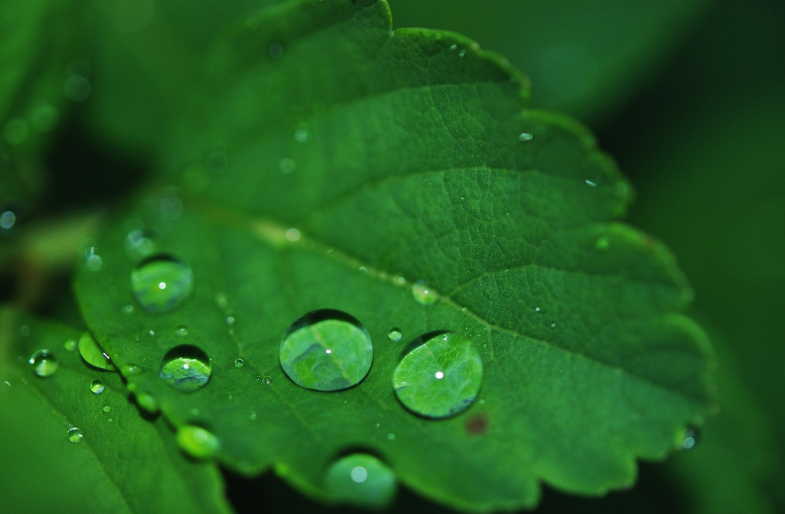 白露節氣登場！把握財運轉機　3生肖運勢翻紅有貴人運