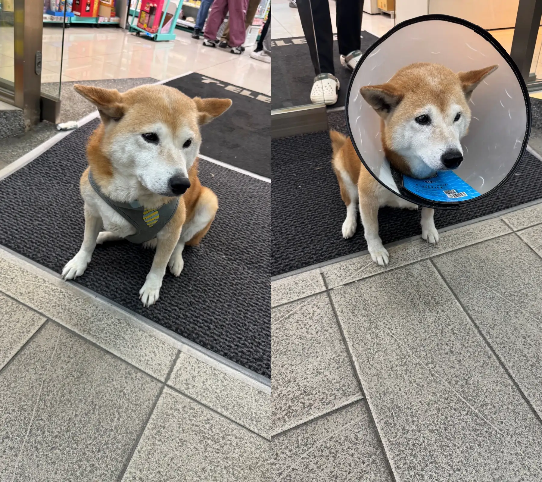 柴犬「秋吉」是許多輔大學生的回憶。(圖/讀者提供)