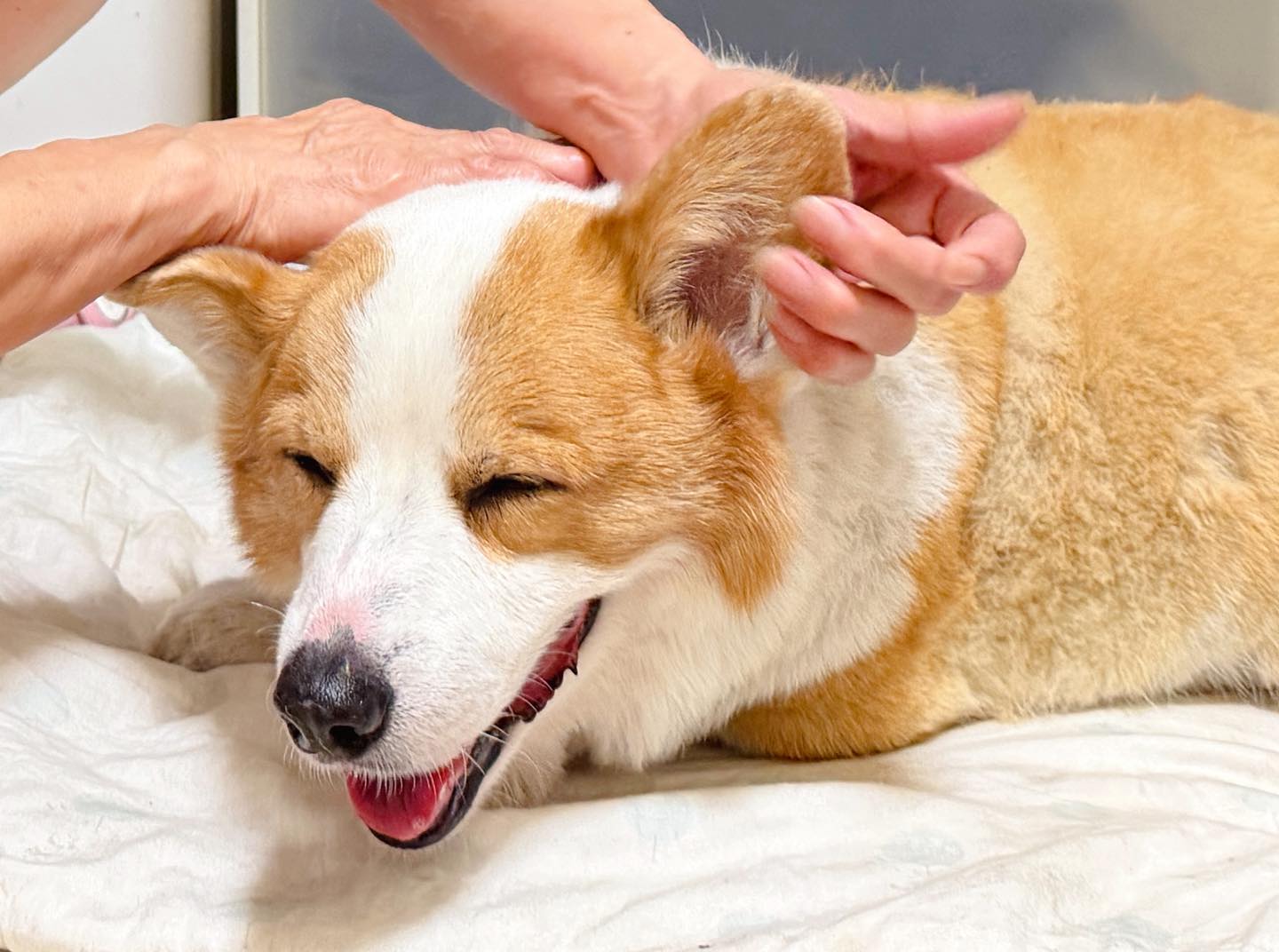 「連環泡有芒果」飼主證實，大大在昨天離世。（圖／翻攝自連環泡有芒果2.0臉書）