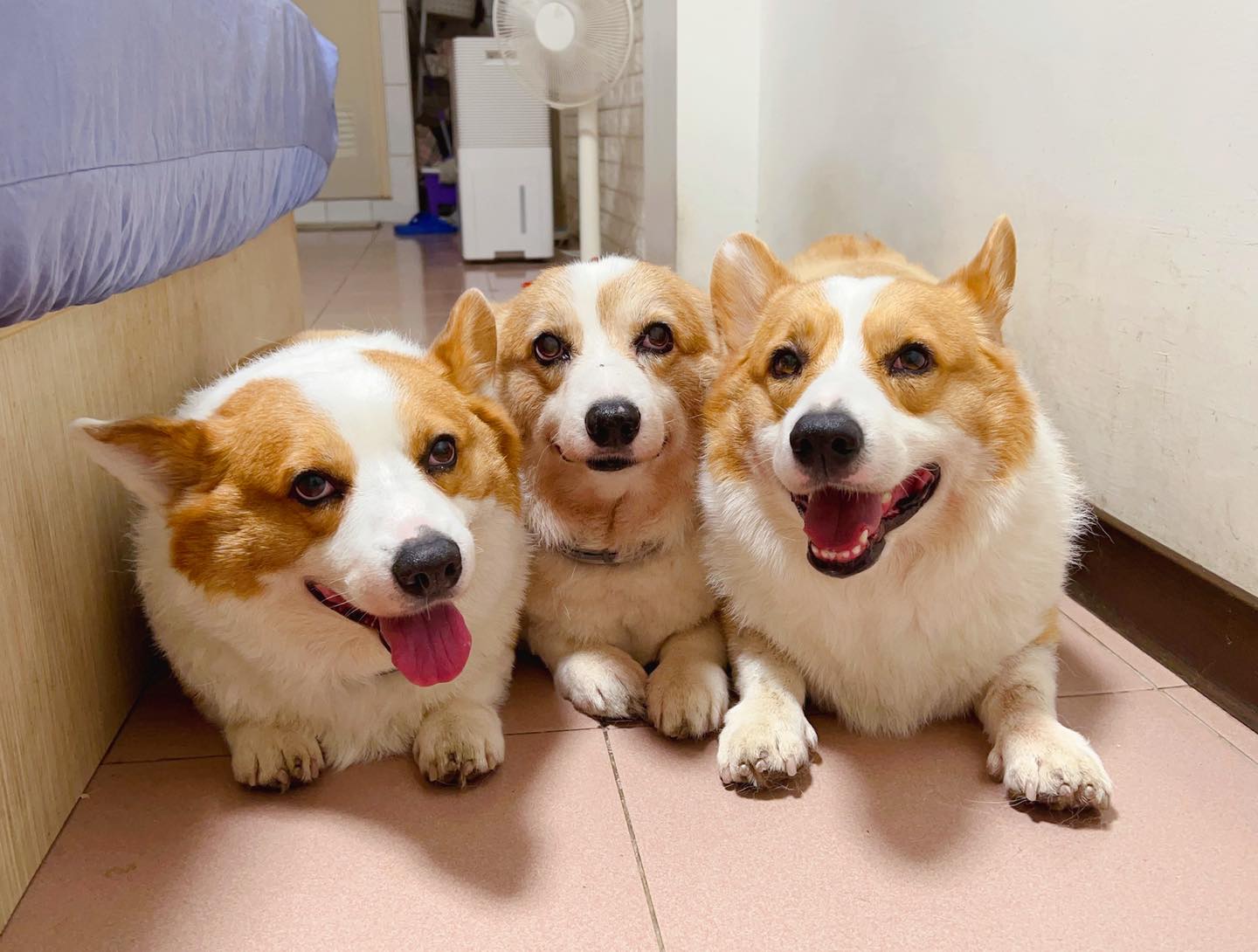 「連環泡有芒果」原本有3隻柯基，如今只剩1隻。（圖／翻攝自連環泡有芒果2.0臉書）