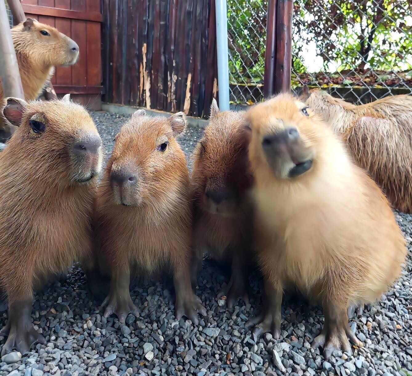 農場員工追查，發現兇手是「張美阿嬤農場」負責人的小兒子。（圖／翻攝自張美阿嬤農場臉書）