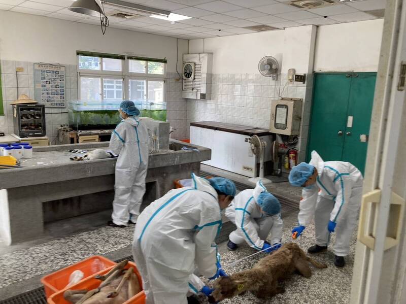 宜蘭發生「空拍機投毒」事件，嫌犯竟是「張美阿嬤農場」負責人的小兒子。（圖／翻攝畫面）