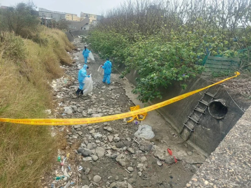 苗栗縣政府接獲大排水溝遭棄置雞屍235隻,確診禽流感。(圖/苗栗縣政府提供)