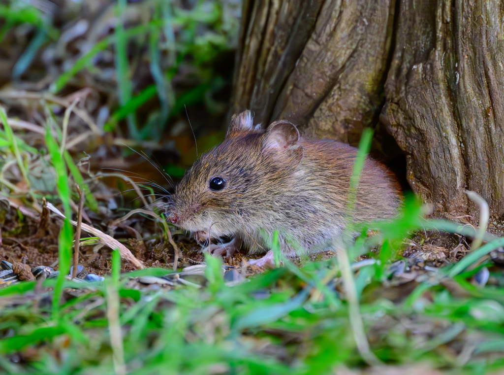 7旬翁家中逮2陽性鼠確診漢他病毒亡。(圖/AP NEWS)