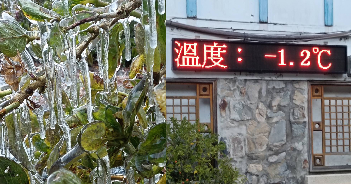 武陵農場測得零下1.2度（圖／武陵農場提供）