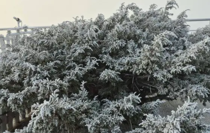 玉山-7.9度再現霧淞白霜。（圖／氣象署玉山觀測站）