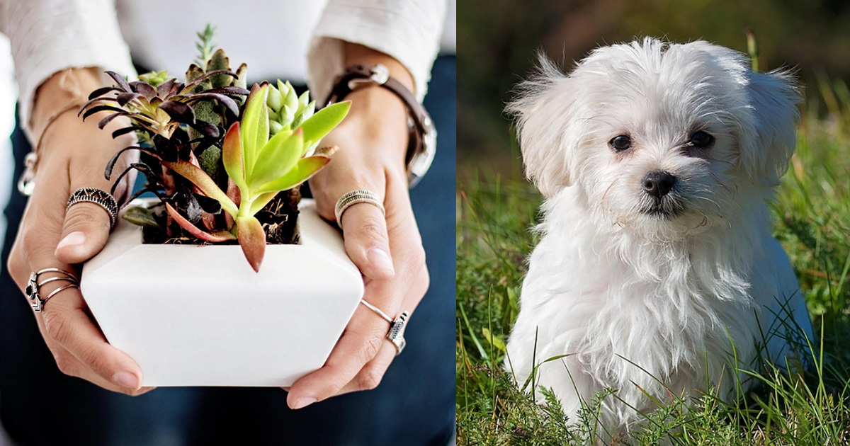 高雄8旬阿公順走路邊盆栽。(示意圖/取自PIXABAY)