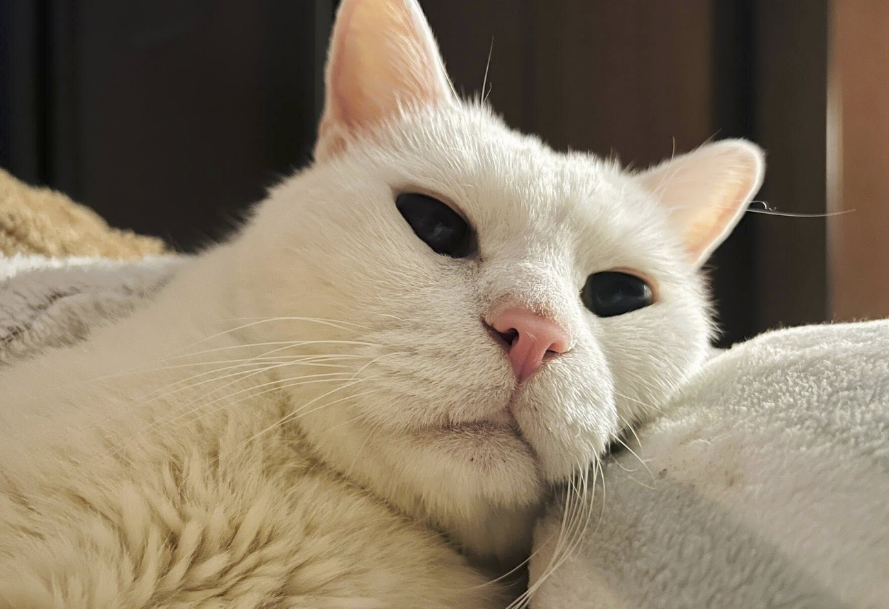 白吉過世。（圖／翻攝我是白吉FB）