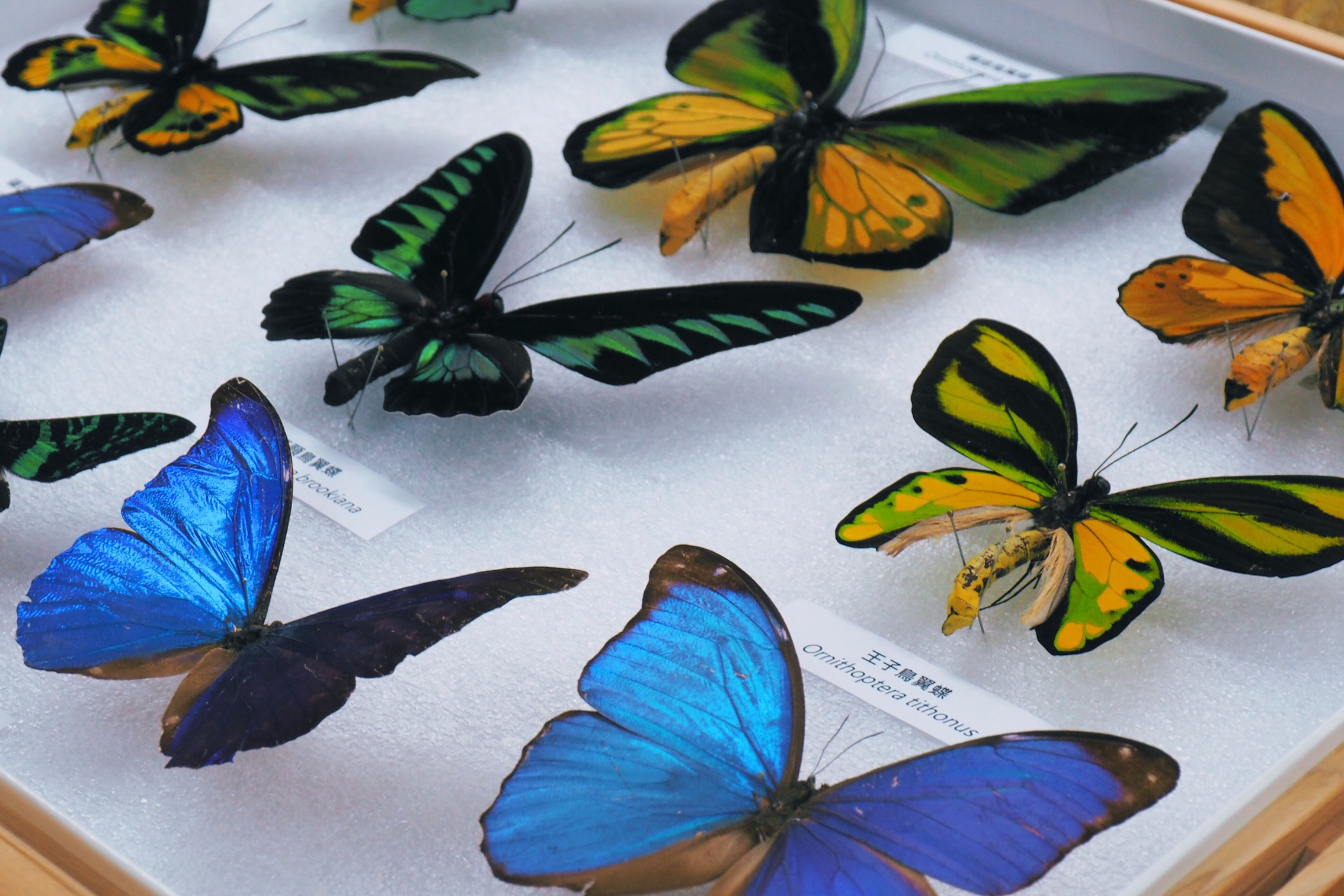 科博館致力於打破物理限制，讓待在庫房的奇珍標本不再遙不可及。（圖／科博館提供）