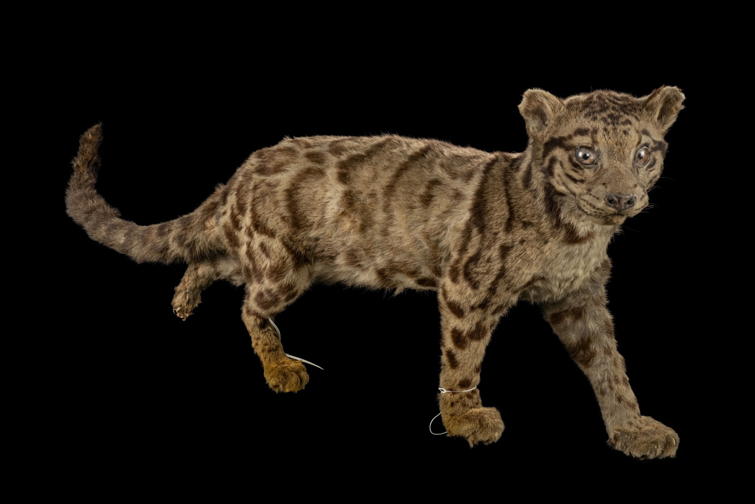 消失百年的「台灣雲豹」。（圖／科博館提供）