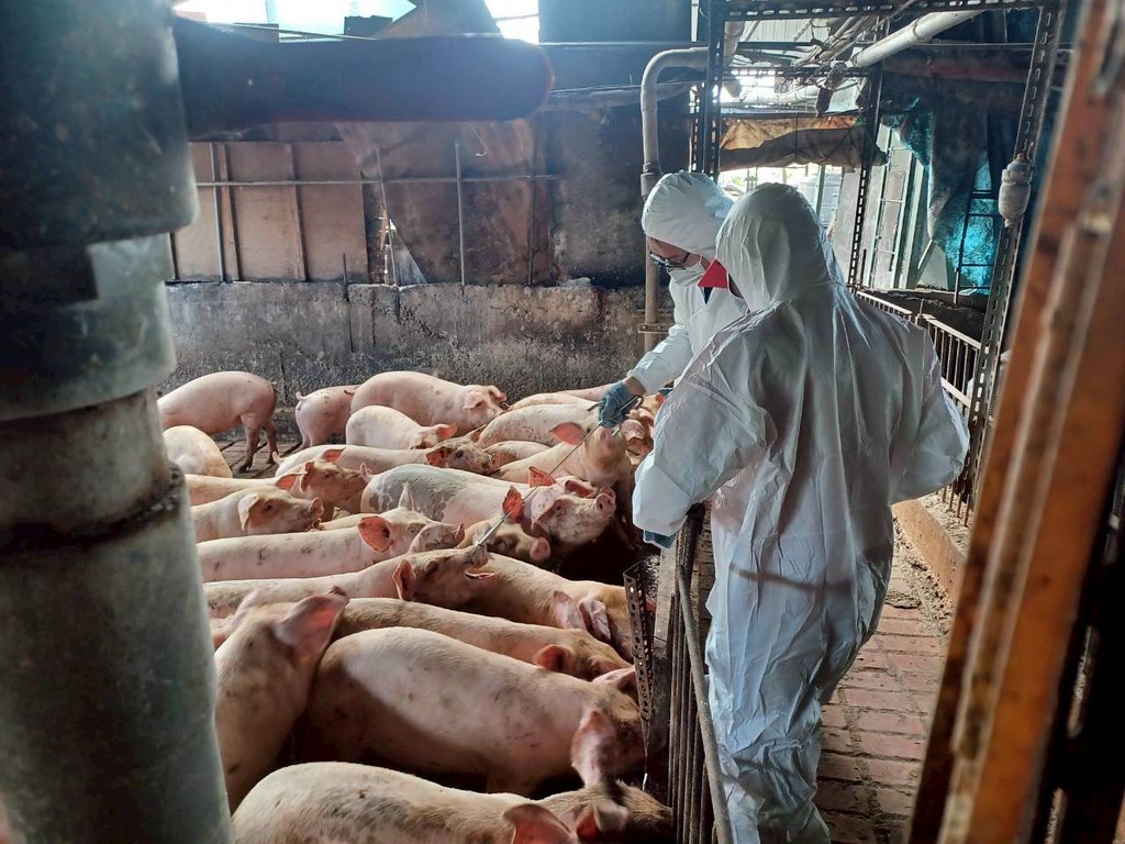 台中去年爆發非洲豬瘟，至今已滿3個月。（圖／台中市政府提供）