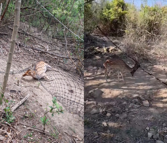 墾丁社頂部落驚見大片梅花鹿的遺體。（圖／翻攝自爆料公社公開版）