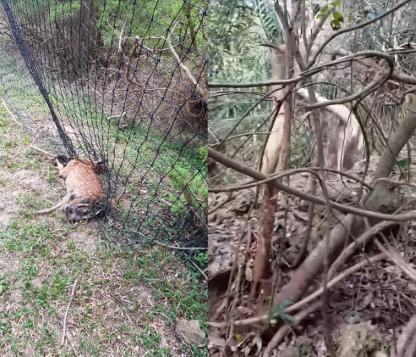 墾管處表示，將派員查看，並將早年設置的尼龍繩網改成菱形鐵絲網。（圖／翻攝自爆料公社公開版）