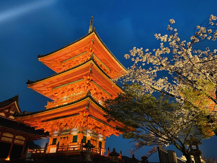 世界花季錯峰賞櫻-京都賞櫻夜遊。（圖／KKday提供）