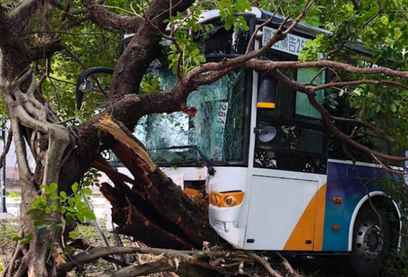 內湖公車撞樹。（圖／翻攝畫面）