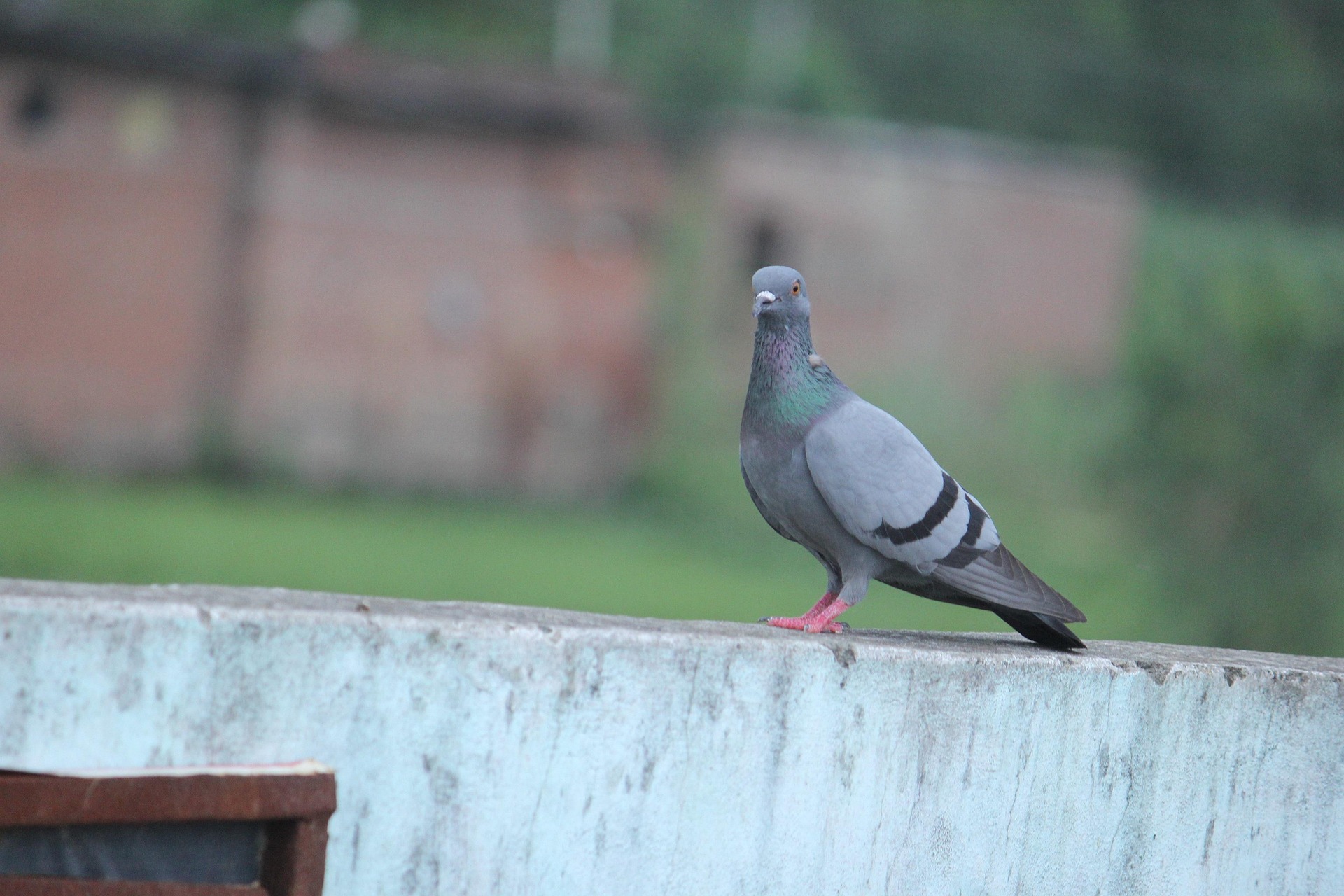 高雄林園區廣應廟前，驚傳有婦人餵毒，造成鴿子集體死亡。（示意圖／翻攝自pixabay）