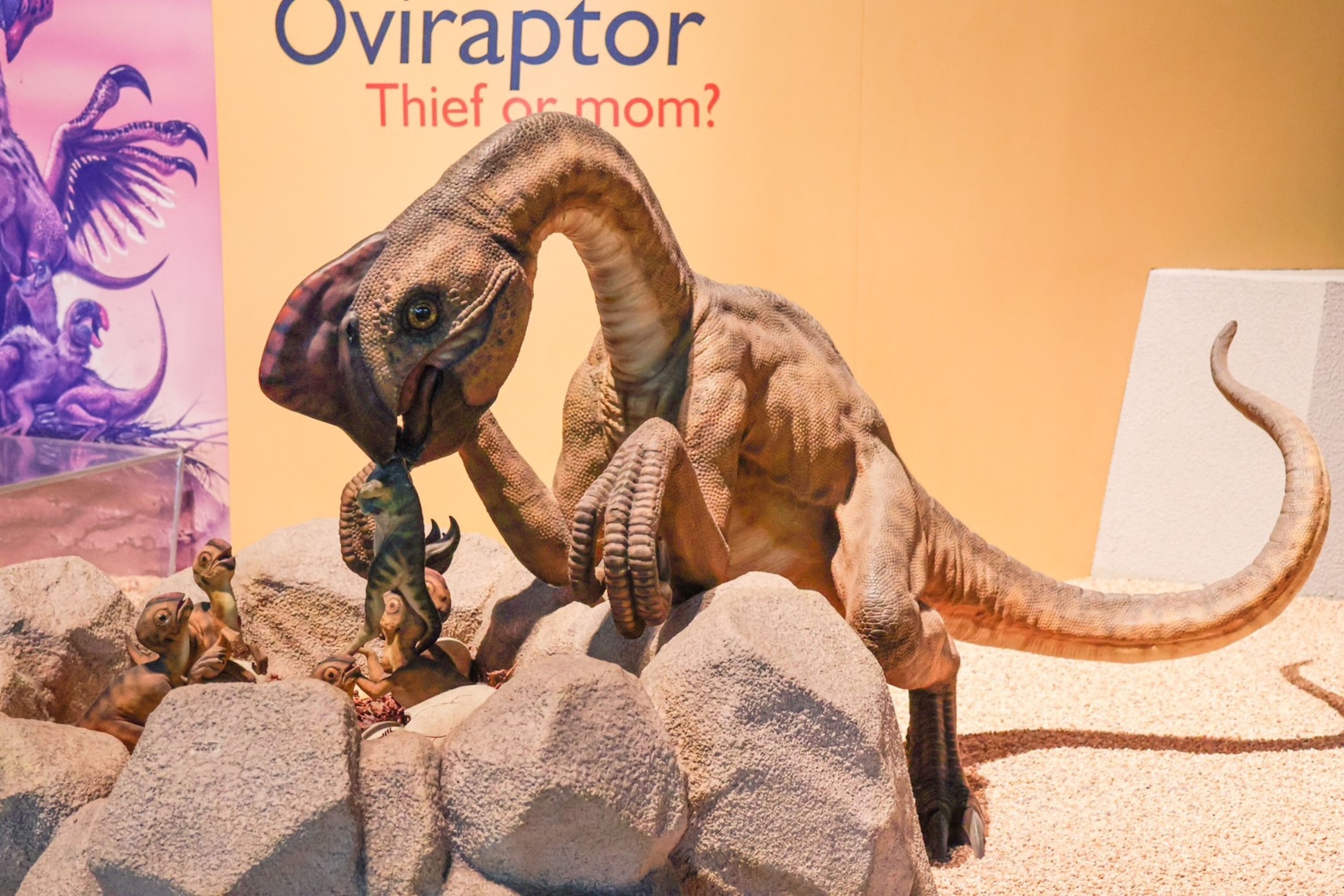 竊蛋龍是一種中小型恐龍，生活於白堊紀時期的亞洲與北美；圖為科博館生命科學廳恐龍時代展品。（圖／科博館提供）