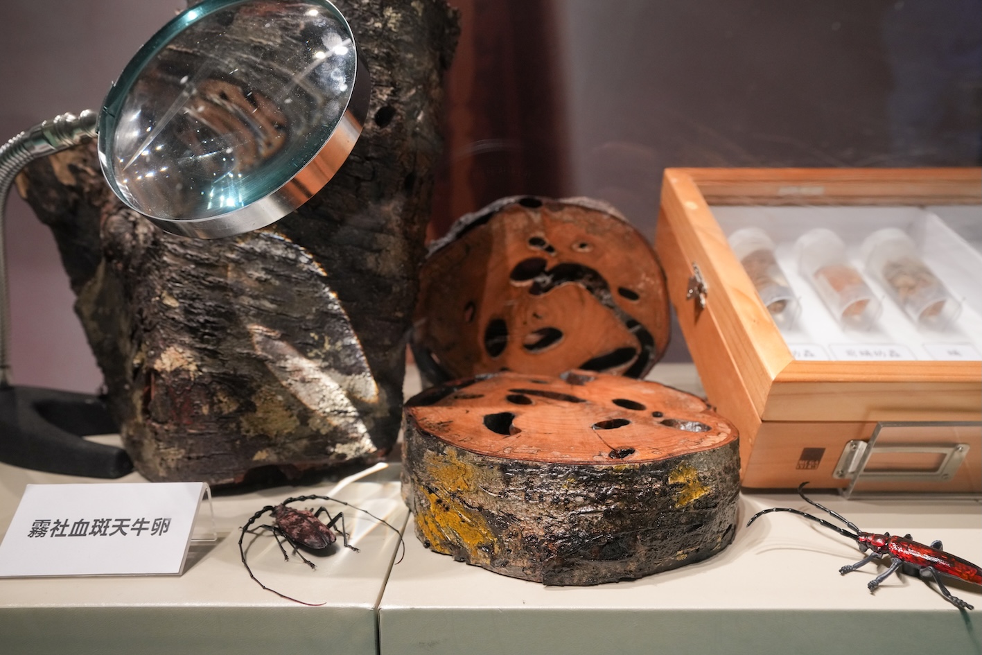 台電跨界攜手國立自然科學博物館推出「自然共生‧生態嚮艷」生態特展。(圖/科博館提供)