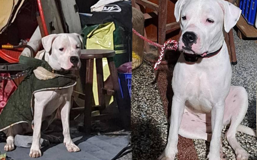 彰化一隻杜告母犬「健康」遭飼主虐待,目前下落不明。(圖/翻攝自彰化縣媒體記者協會臉書)