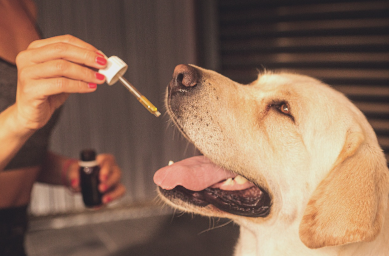 寵物急診恐耽誤？新制上路爭議不斷。（圖／取自免費圖庫PIXABAY）