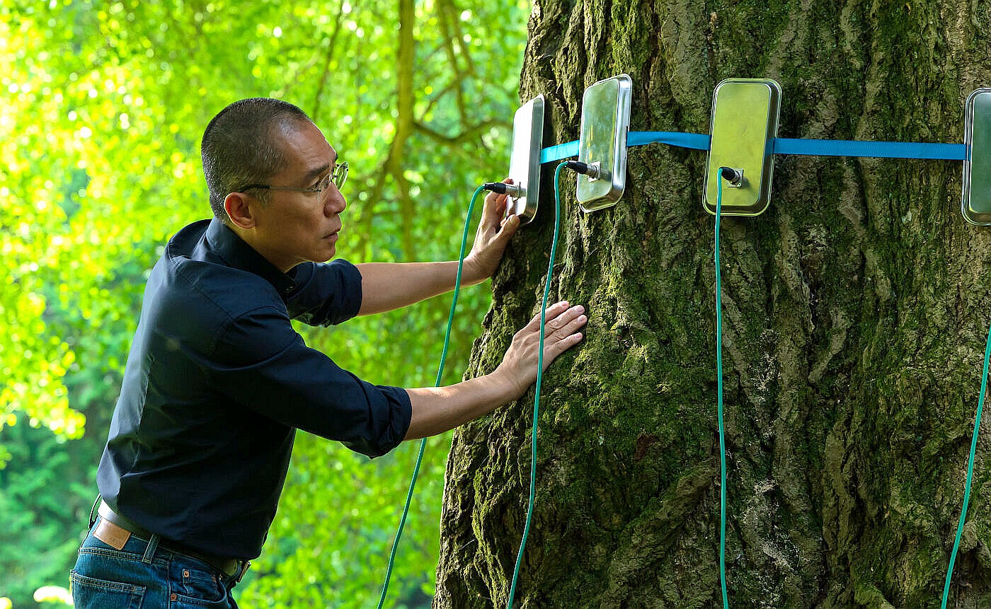梁朝偉《你是不會當樹嗎》助銀杏樹完成第一次的「性體驗」。（圖／海鵬提供）