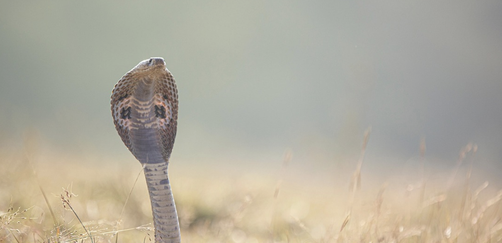 衛福部曝3錯誤急救方式做了更糟。（圖／免費圖庫PIXABAY）