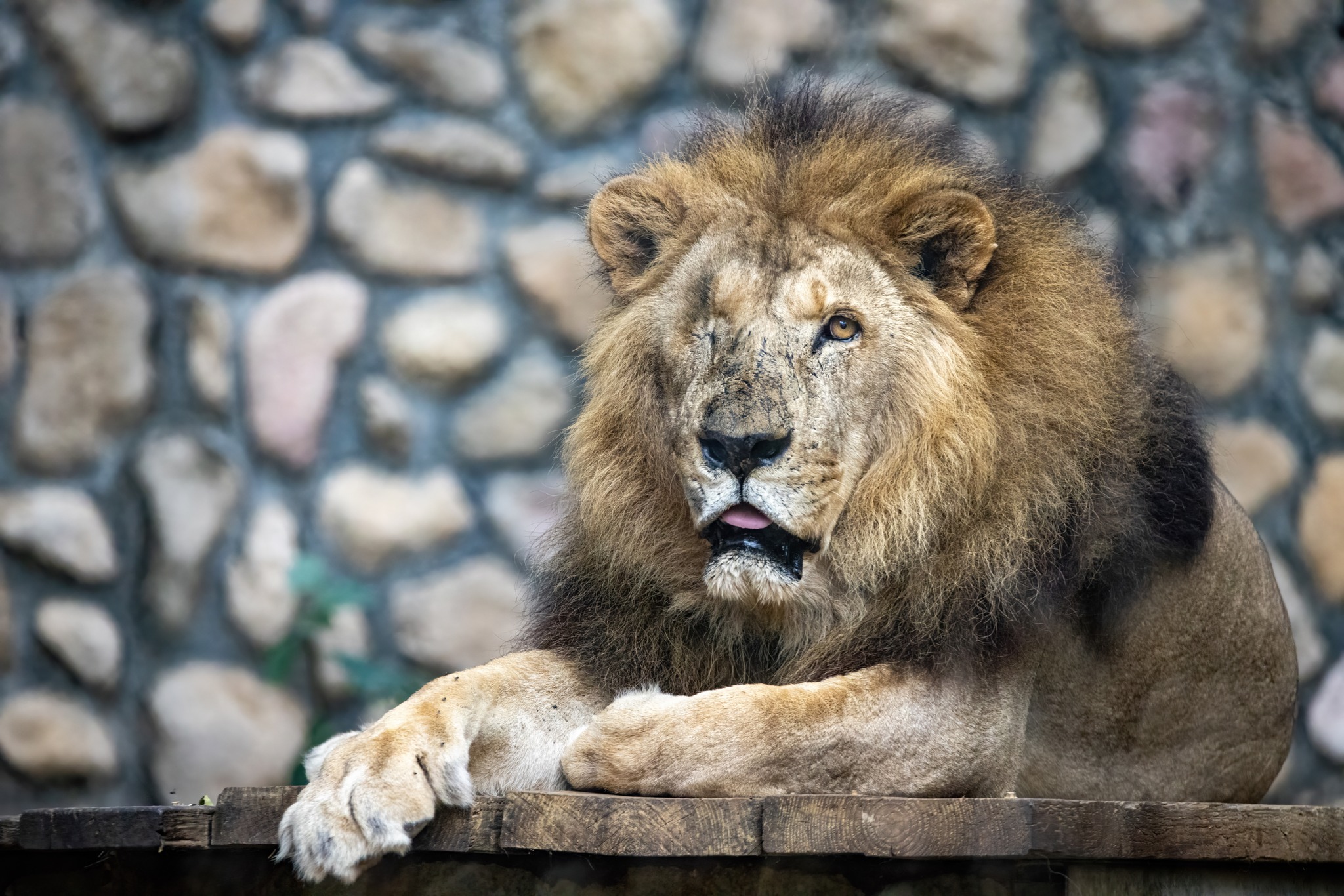 二哥享壽23歲，相當於人類的百歲高齡。（圖／翻攝自Shou Shan Zoo 壽山動物園﻿臉書）