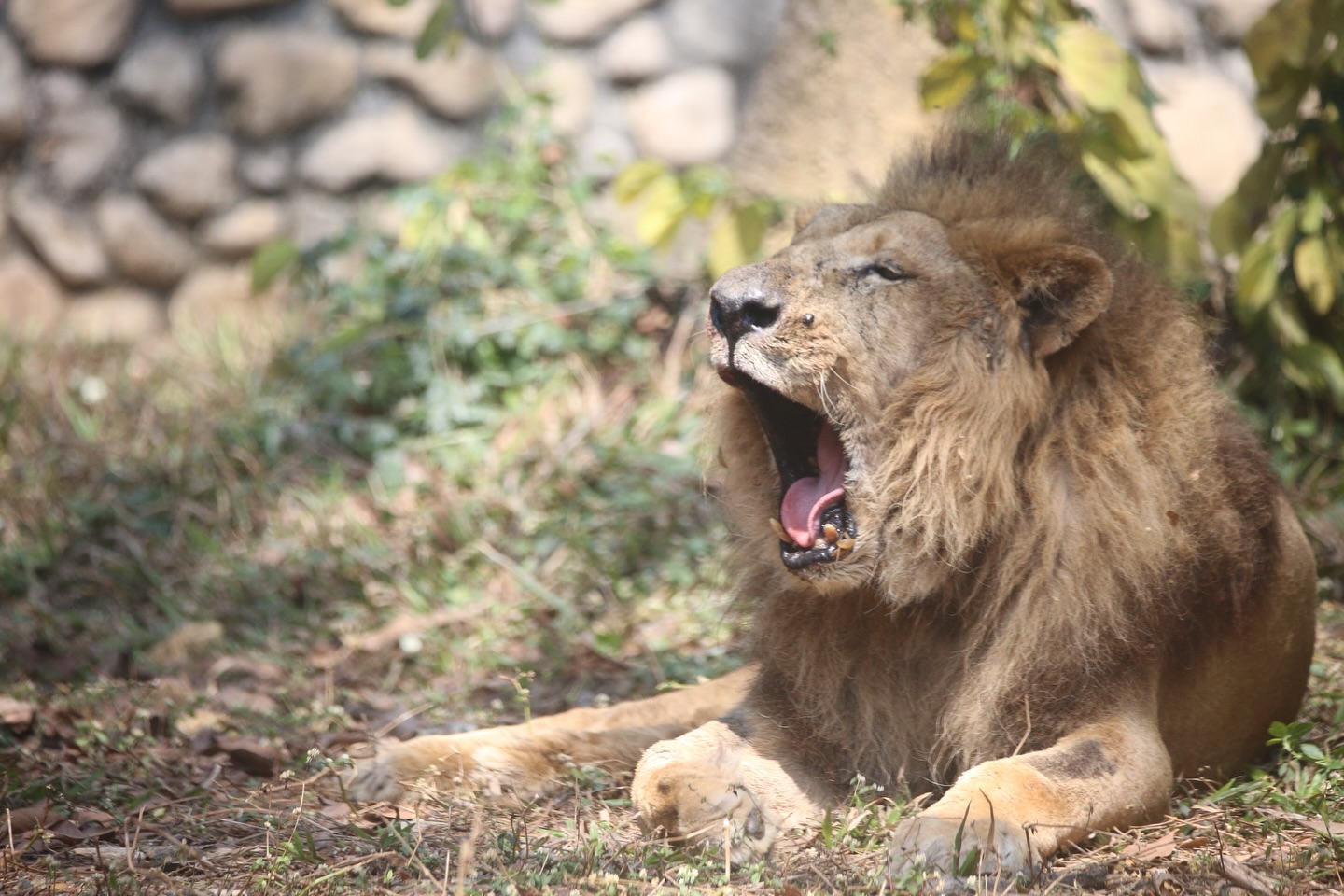 高雄壽山動物園的人氣非洲獅「二哥」，在昨天上午離世。（圖／翻攝自Shou Shan Zoo 壽山動物園﻿臉書）