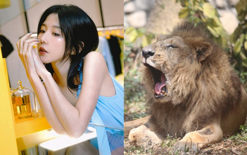 壽山動物園非洲獅「二哥」離世，邵雨薇發文哀悼。（圖／翻攝自Shou Shan Zoo 壽山動物園、邵雨薇臉書）