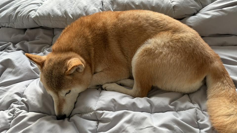 柚子地震當下毫無反應，淡定睡覺。（圖／翻攝自視網膜 Retina﻿臉書）