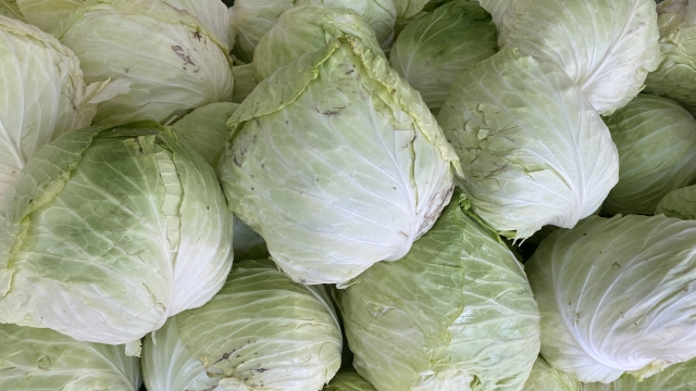 高麗菜富含膳食纖維，營養價值超高。（示意圖／翻攝自photoAC）