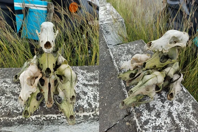 有民眾發現堤防堆滿頭骨，疑似有人殺狗吃肉。（圖／翻攝自靈異公社）